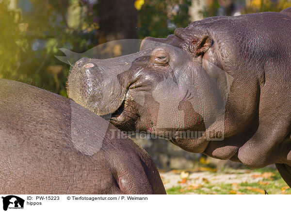 hippos / PW-15223