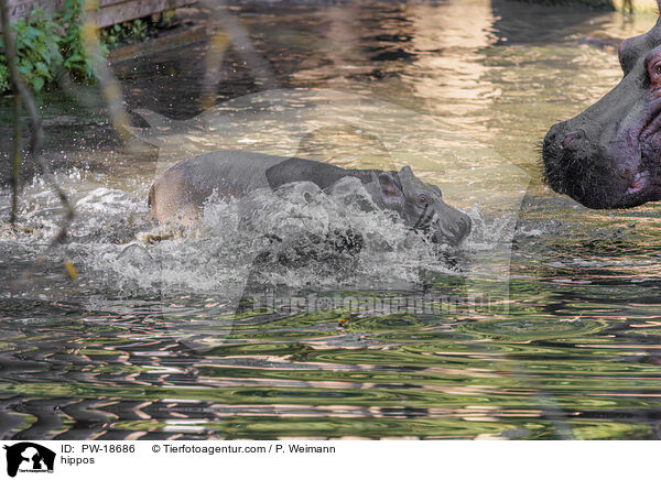 hippos / PW-18686