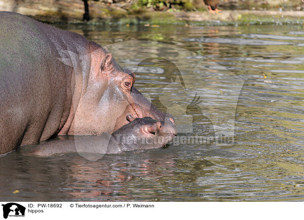 Flusspferde / hippos / PW-18692