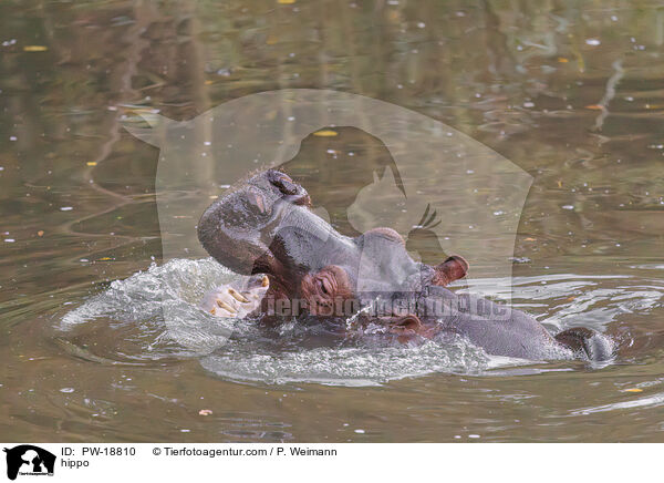 hippo / PW-18810
