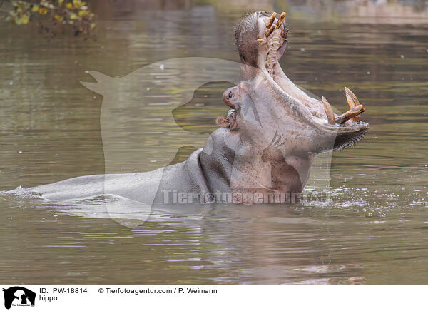 hippo / PW-18814