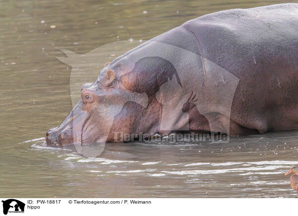 hippo / PW-18817