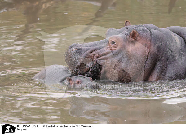 hippos / PW-18821