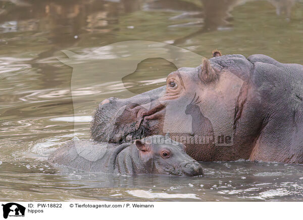 hippos / PW-18822