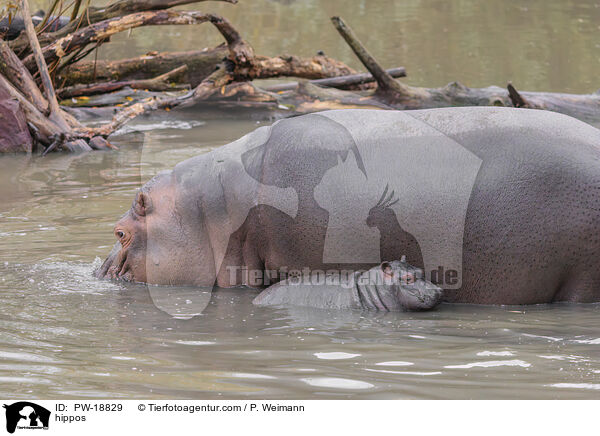 hippos / PW-18829