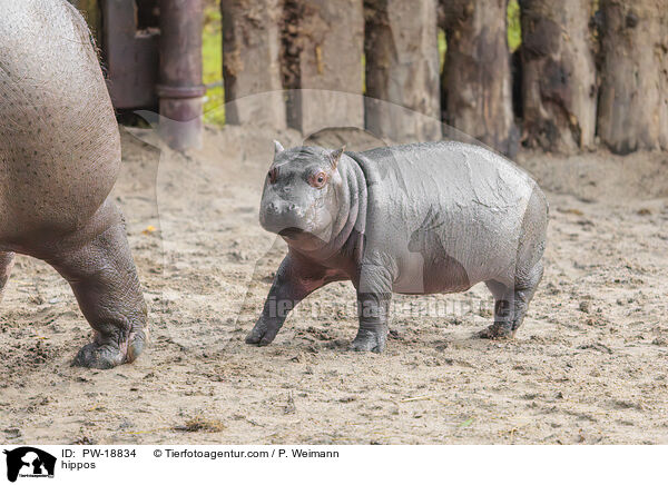 Flusspferde / hippos / PW-18834