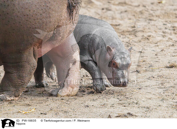 hippos / PW-18835
