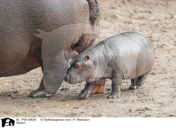 hippos / PW-18836