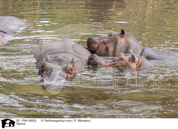 hippos / PW-18852