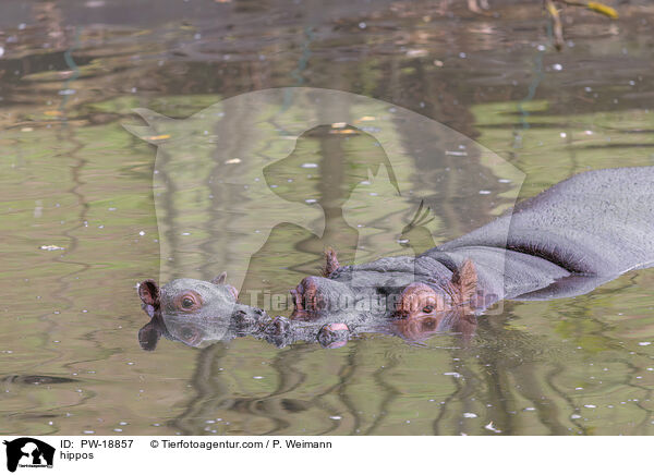 Flusspferde / hippos / PW-18857