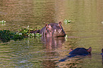 hippopotamus