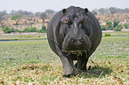 hippopotamus