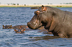 hippopotamus