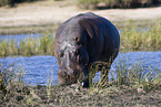 hippo