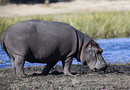 hippo