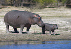 hippos