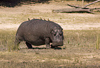 hippo