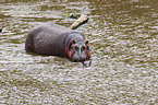 hippos