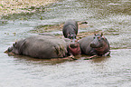 hippos