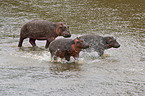 hippos