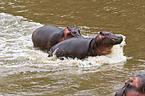 hippos