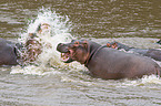 fighting hippos