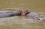 hippos