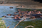 hippos