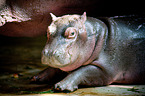 hippo