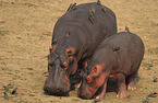 hippos