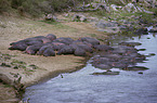 hippos