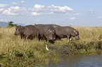 hippos