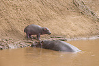 hippos