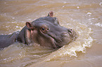 hippo