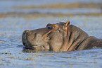 hippo