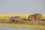 hippos