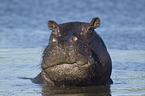 hippo