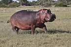 hippo