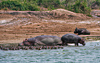 hippos