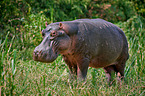 hippo