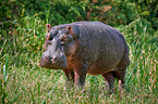 hippo