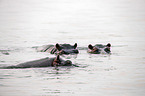 River Horses in botswana