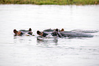 River Horses in botswana