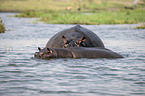 River Horses in botswana