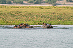 River Horses in botswana