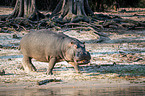 River Horse in botswana