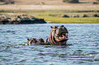 River Horses in botswana