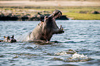 River Horses in botswana