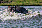 River Horse in botswana