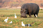 River Horse in botswana